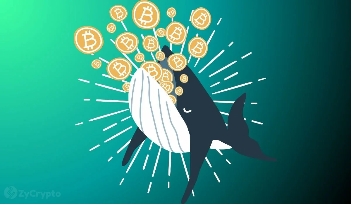 Revived Bitcoin Wallets Spark Interest as Market Seeks Recovery